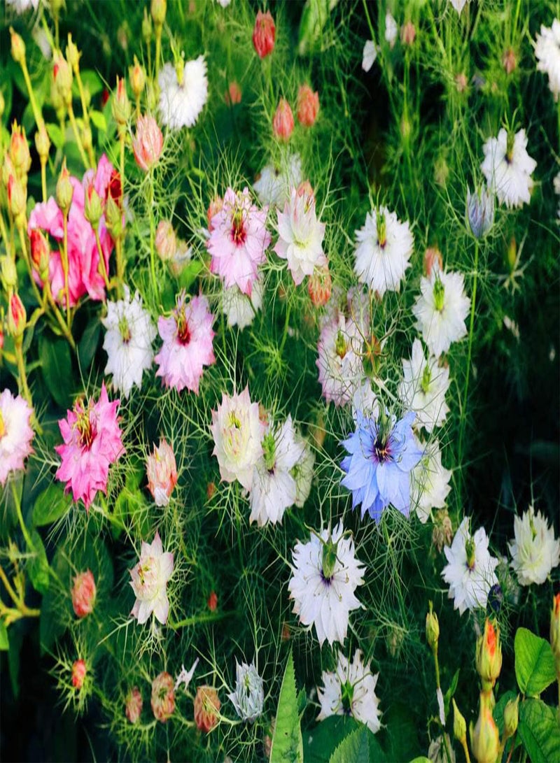 GGOOT Mixed Colors Love in A Mist Flower Seeds Nigella Damascena 200+ - Image 3