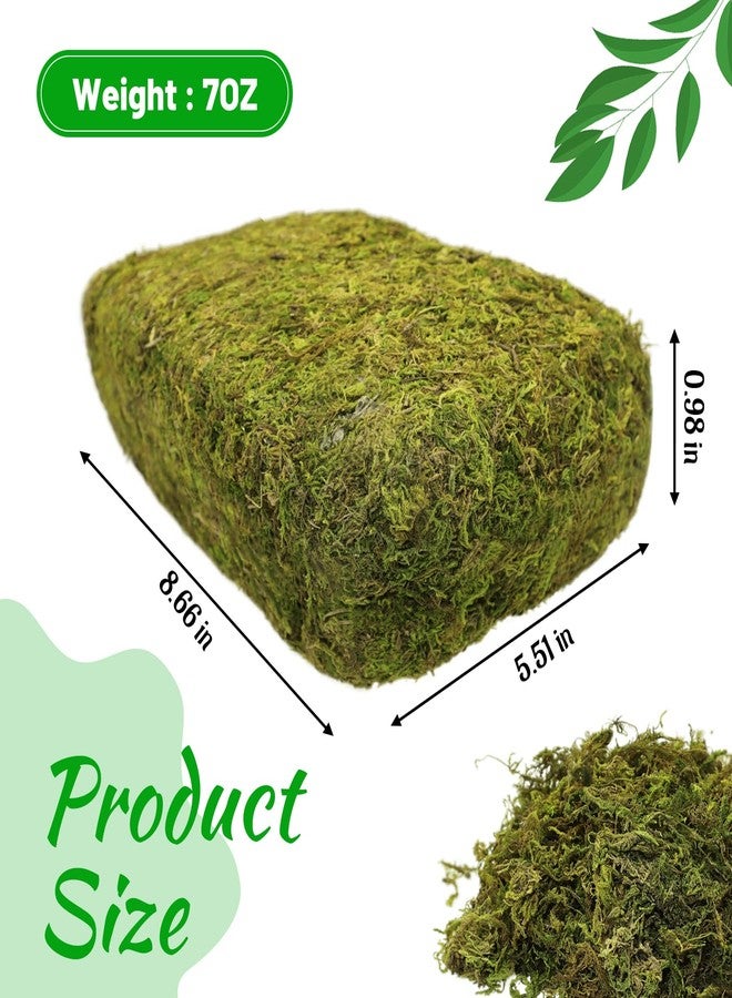 Riare 7OZ Artificial Fake Moss for Fake Plants Indoor- Premium Faux Craft Moss for Potted Plant, Fresh Forest Green for Hamsters Micro-Landscape Terrariums Centerpieces Decor - Image 2