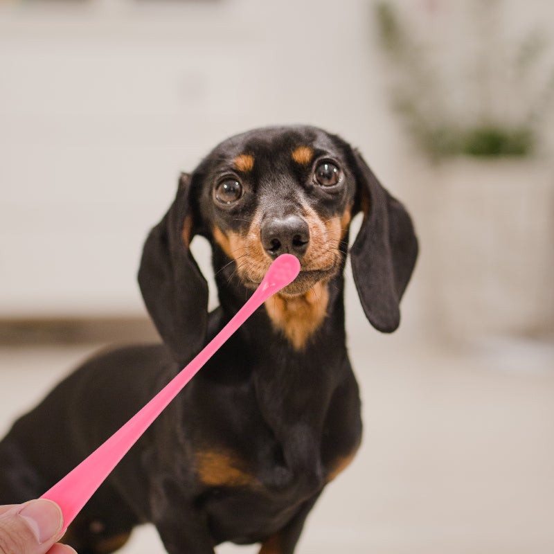8 pcs Portable Dog Toothbrushes Manual Pet Puppy Toothbrushes Pet Teeth Cleaners - Image 3