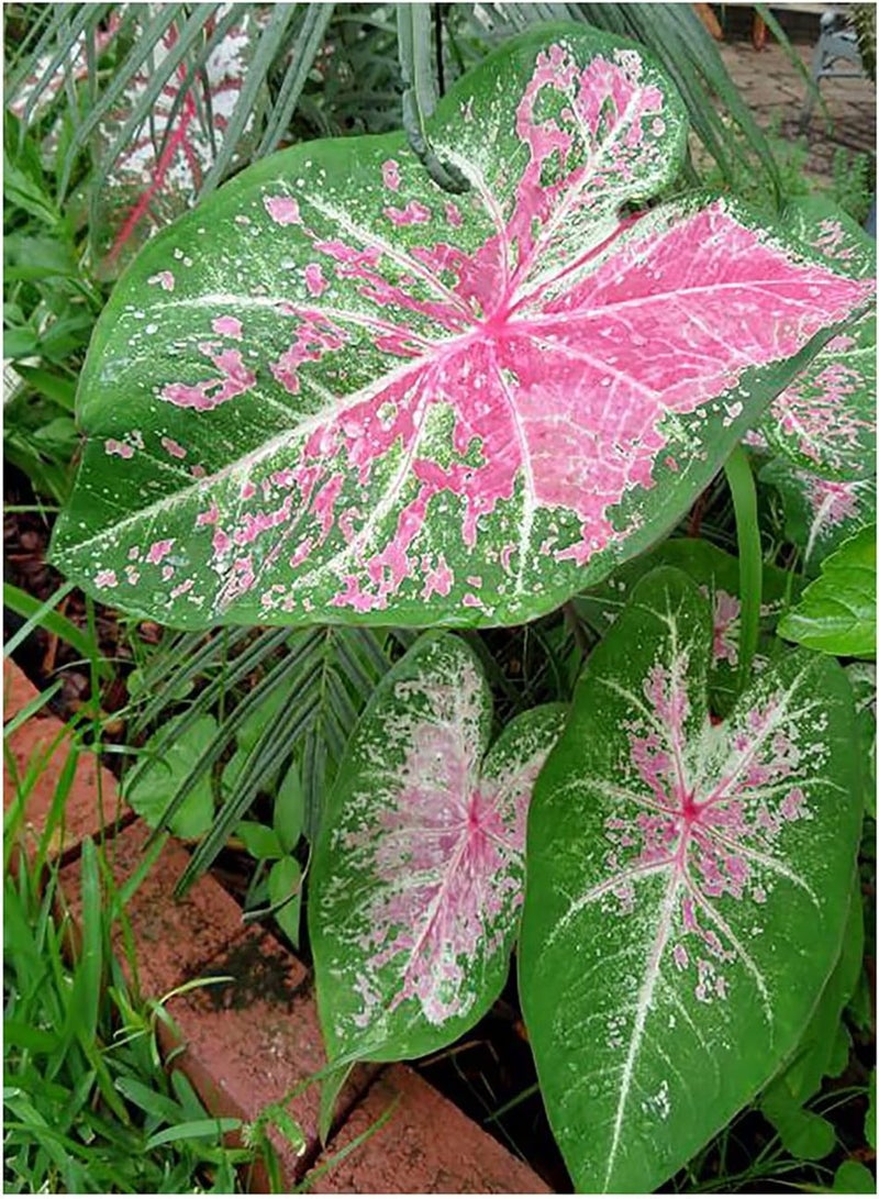 GGOOT Pink Cloud Caladium - Bare Root - Zone 9-11 
