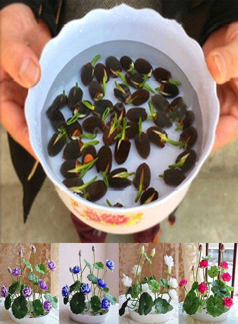 GGOOT 50Pcs/Bag Bowl Lotus Seeds Mini Rare Mix Color Natural Flower Seed for Garden - Bowl Lotus Seeds  - Image 5