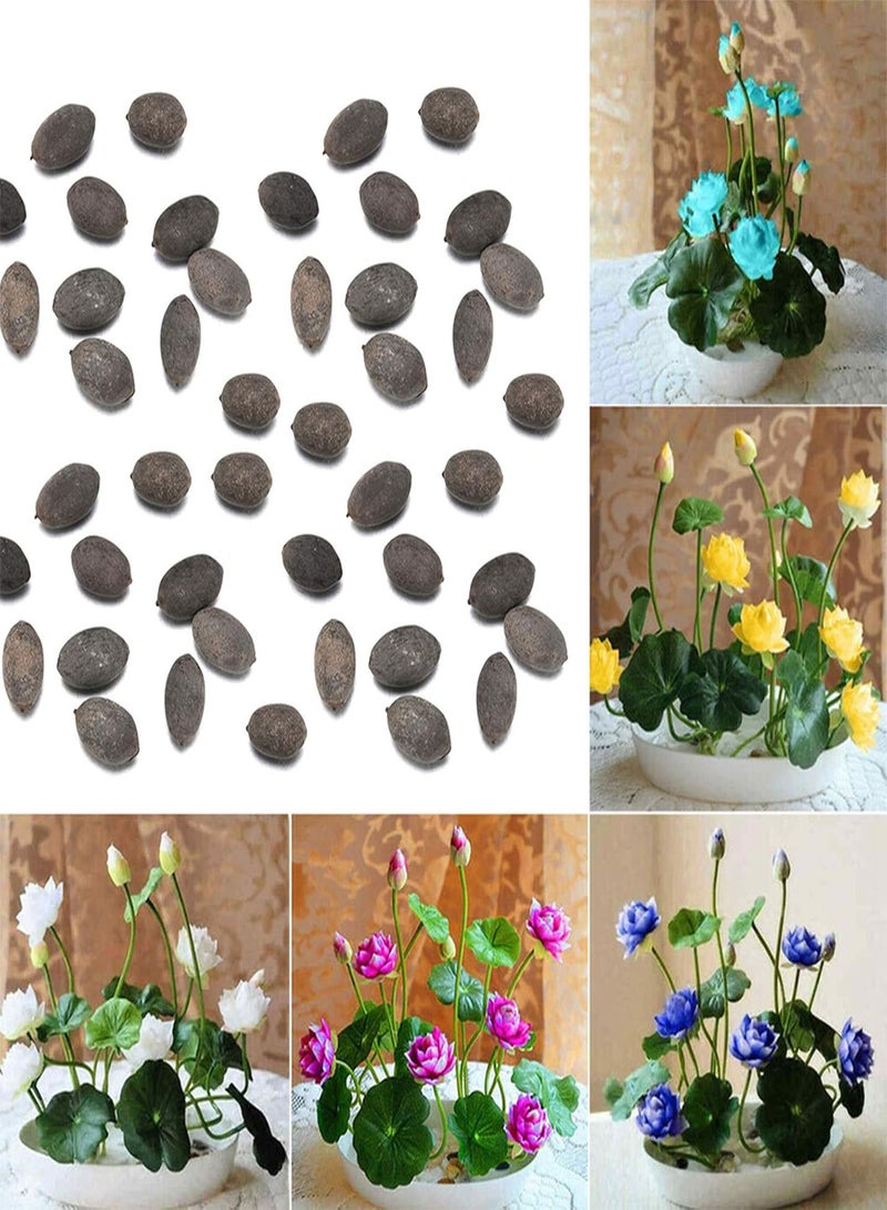 GGOOT 50Pcs/Bag Bowl Lotus Seeds Mini Rare Mix Color Natural Flower Seed for Garden - Bowl Lotus Seeds  - Image 2