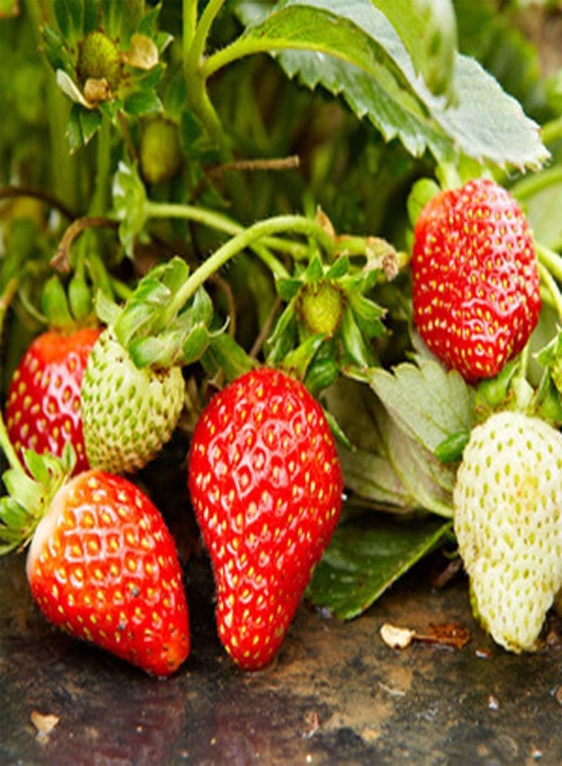 GGOOT 100 Red Strawberry Seeds Autumn Harvest Perennial Heirloom Healthy Juicy Fruits Easy to Plant Outdoors Climbing Growth Easy to Maintain - Image 2