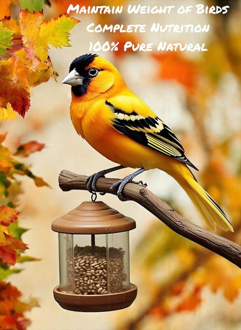 Tuki Bird Food for Canary – 650g | Natural & Healthy Premium Mix Seeds, | Daily Canary Food Seeds| All Life Stages - Image 5
