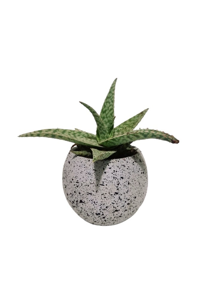 Shatla Shop Star Cactus with grey terrazzo pot 