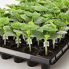 Siddhi Garden Plant Grafting Clip 20 Pcs / 4 to 6mm Grafting Clip Black/Plant Straightener Clip - Image 1