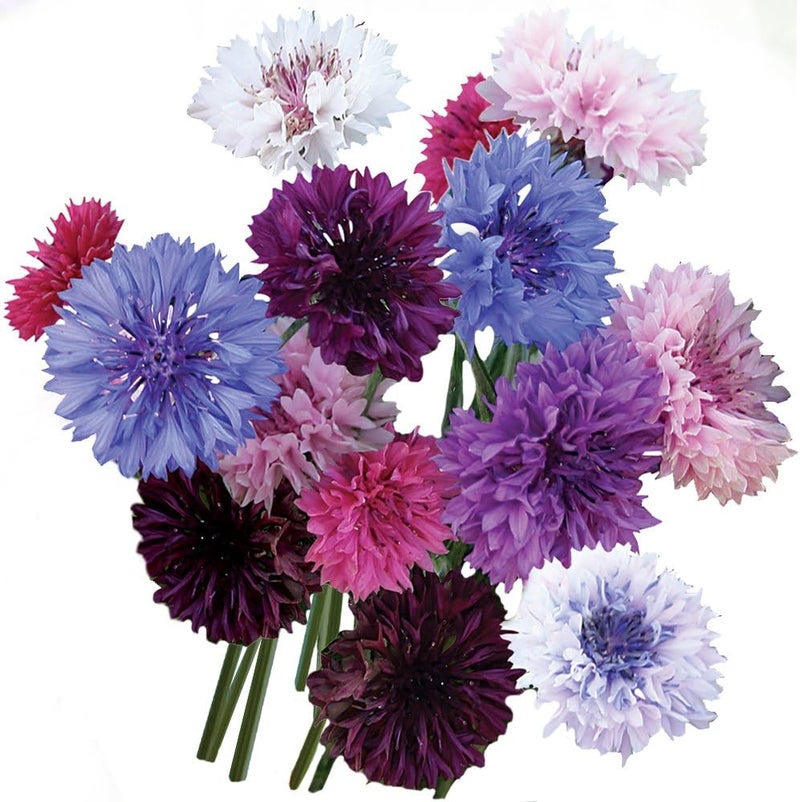 Burpee Tall Double Mixed Colors Cornflower Seeds 250 seeds - Image 1