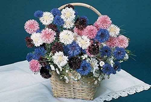 Burpee Tall Double Mixed Colors Cornflower Seeds 250 seeds - Image 2