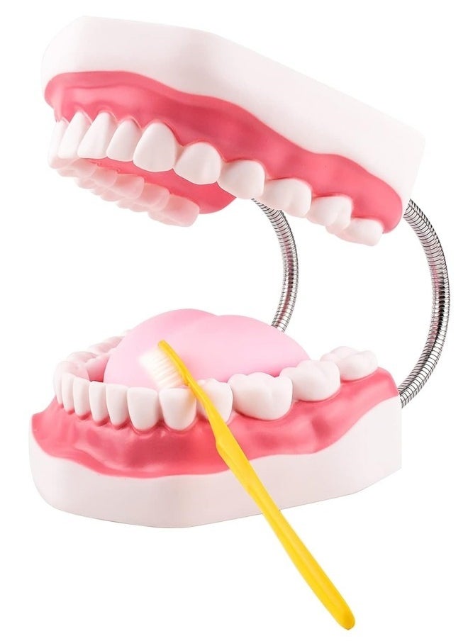 Ru syanl Mouth Model Metal Hinge for Speech Therapy Ideal Brushing Teaching Dental Teeth Model for Kids and Children  - Image 1