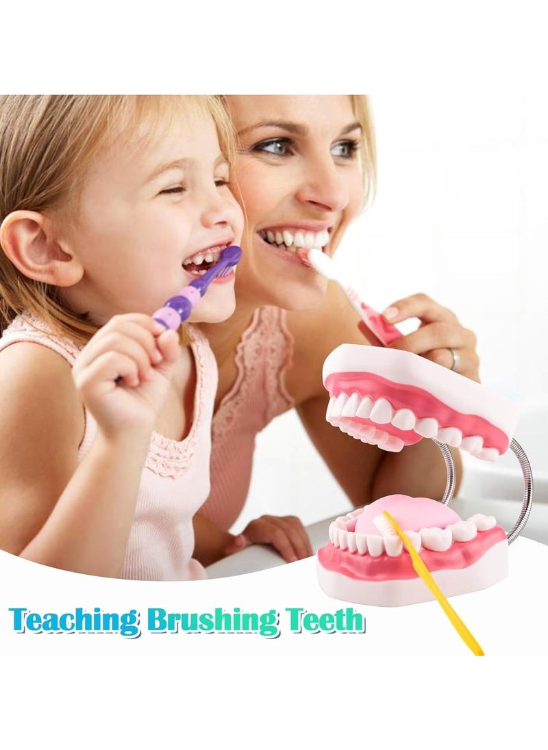 Ru syanl Mouth Model Metal Hinge for Speech Therapy Ideal Brushing Teaching Dental Teeth Model for Kids and Children  - Image 4
