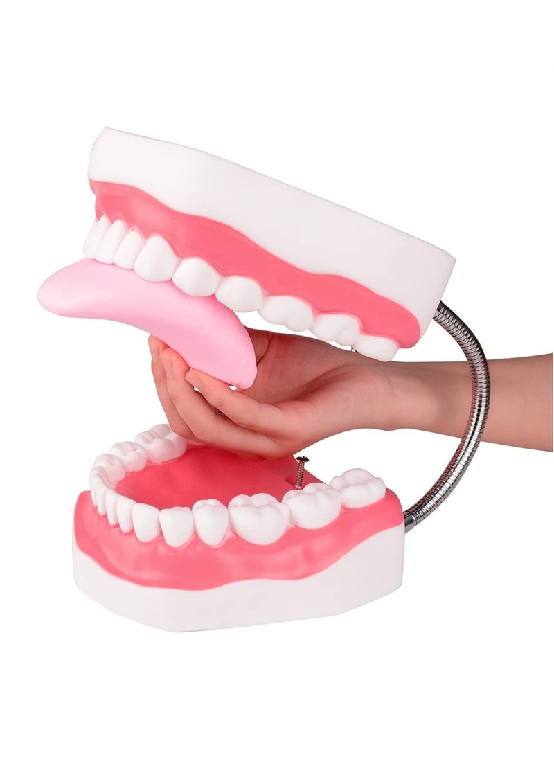 Ru syanl Mouth Model Metal Hinge for Speech Therapy Ideal Brushing Teaching Dental Teeth Model for Kids and Children  - Image 3