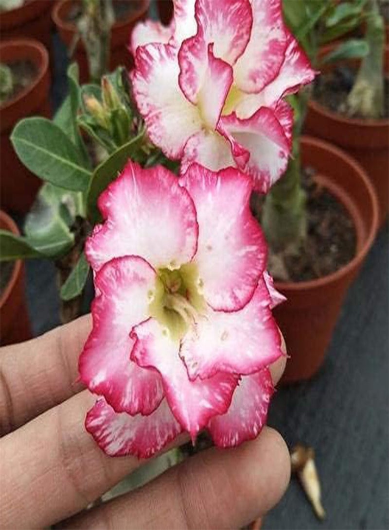 GGOOT 5Pcs Desert Rose Seeds Perennial Tree Outdoor Courtyard Balcony Planting Light Pink Flower Adenium Obesum Exotic Tropical Flower Seed Flowers Bloom - Image 2