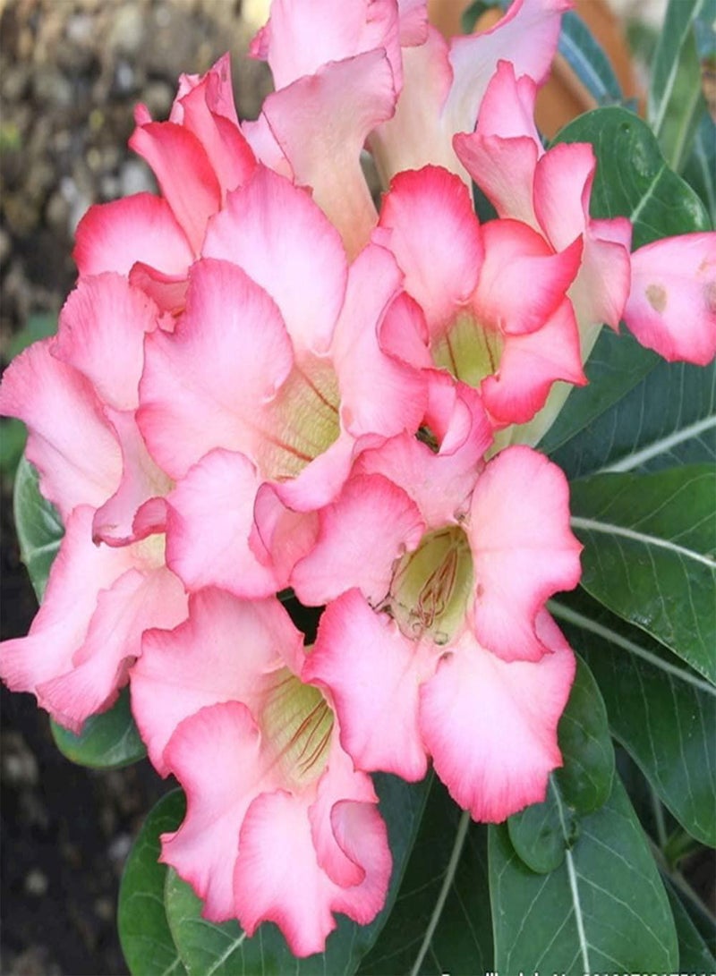 GGOOT 5Pcs Desert Rose Seeds Perennial Tree Outdoor Courtyard Balcony Planting Light Pink Flower Adenium Obesum Exotic Tropical Flower Seed Flowers Bloom - Image 1