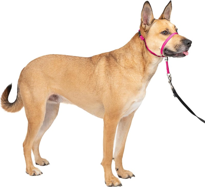 PetSafe Gentle Leader No-Pull Dog Headcollar - Medium Size in Raspberry Pink - Image 1