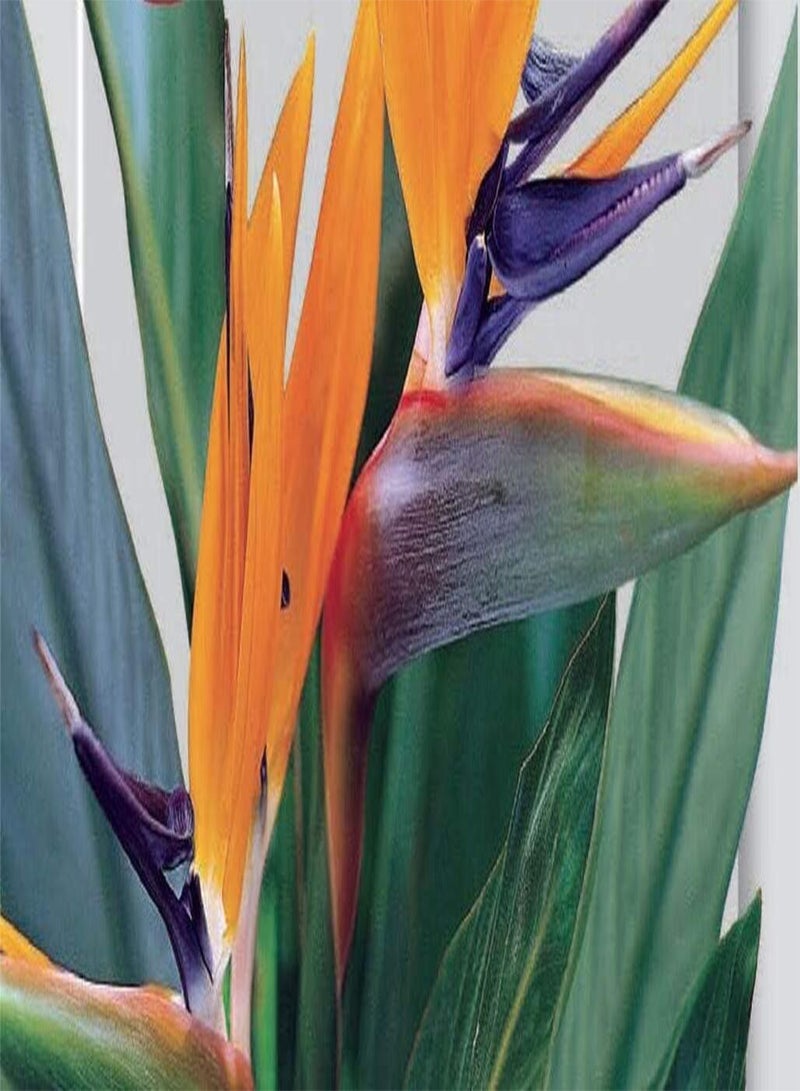 جي جوت بذور ستريليتزيا جنة الطيور