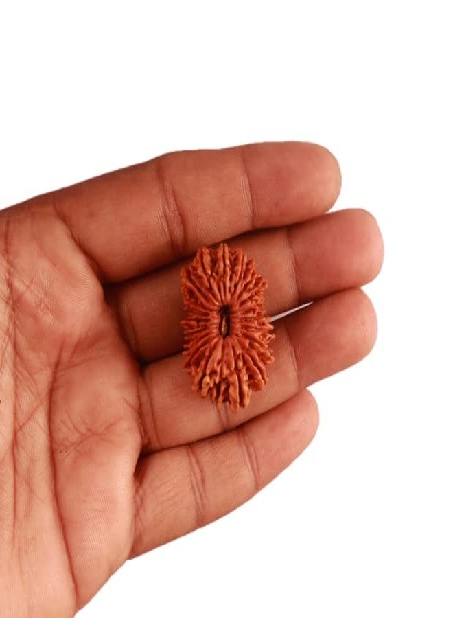 IRIS GEMS 20 Mukhi Rudraksha Original Certified Nepal Lab Tested Bees Mukhi Rudraksha Twenty Face Rudraksh 20 मुखी रुद्राक्ष नेपाल ओरिजिनल सर्टिफाइड Men Women Locket Pendent Twenty Face Rudraksha - Image 5