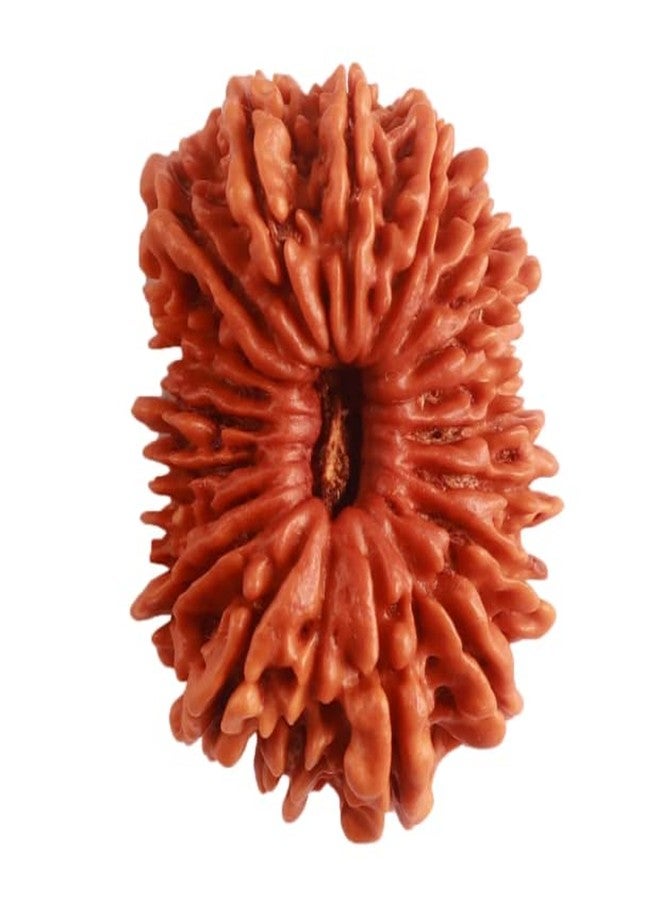 IRIS GEMS 20 Mukhi Rudraksha Original Certified Nepal Lab Tested Bees Mukhi Rudraksha Twenty Face Rudraksh 20 मुखी रुद्राक्ष नेपाल ओरिजिनल सर्टिफाइड Men Women Locket Pendent Twenty Face Rudraksha - Image 1