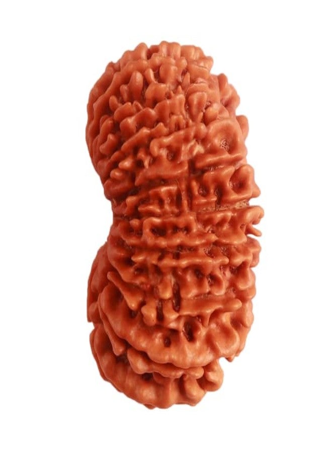 IRIS GEMS 20 Mukhi Rudraksha Original Certified Nepal Lab Tested Bees Mukhi Rudraksha Twenty Face Rudraksh 20 मुखी रुद्राक्ष नेपाल ओरिजिनल सर्टिफाइड Men Women Locket Pendent Twenty Face Rudraksha - Image 2