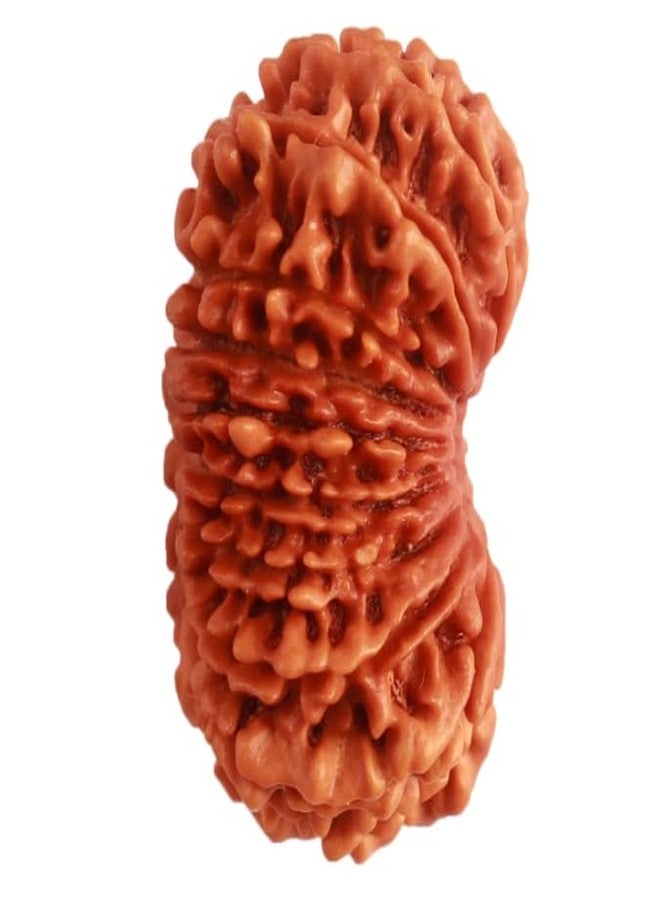 IRIS GEMS 20 Mukhi Rudraksha Original Certified Nepal Lab Tested Bees Mukhi Rudraksha Twenty Face Rudraksh 20 मुखी रुद्राक्ष नेपाल ओरिजिनल सर्टिफाइड Men Women Locket Pendent Twenty Face Rudraksha - Image 3