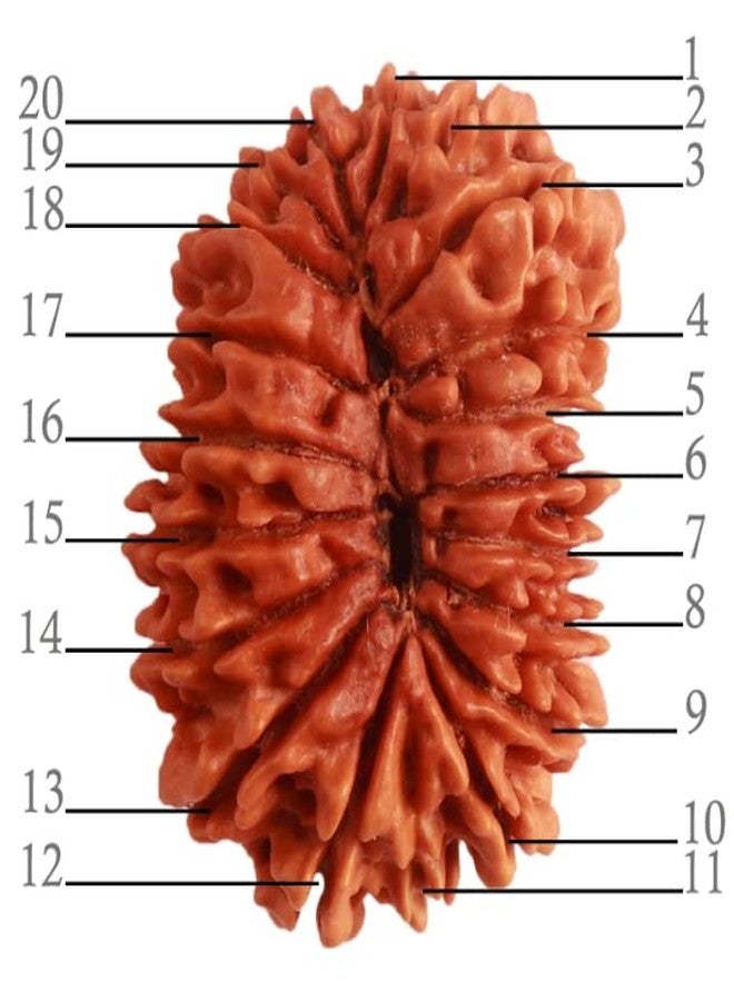 IRIS GEMS 20 Mukhi Rudraksha Original Certified Nepal Lab Tested Bees Mukhi Rudraksha Twenty Face Rudraksh 20 मुखी रुद्राक्ष नेपाल ओरिजिनल सर्टिफाइड Men Women Locket Pendent Twenty Face Rudraksha - Image 4