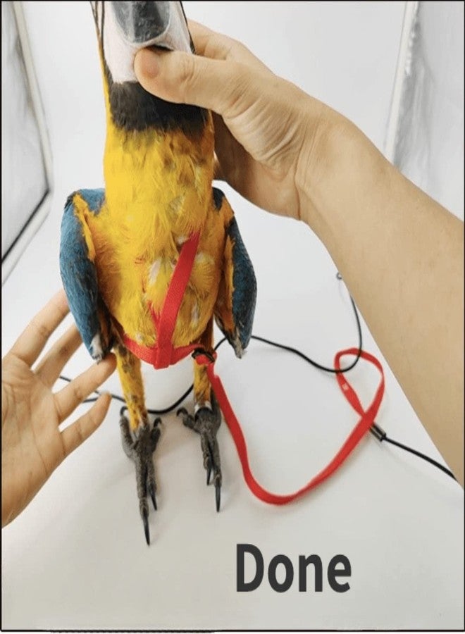 Barn Eleven Adjustable Bird Harness with 78.7 Inch Leash, Outdoor Flying Training Rope Kit for Bird Parrots, Parrot Flying Rope Straps Outdoor Training Traction Rope for Small Medium Large Size Birds (Petite) - Image 4