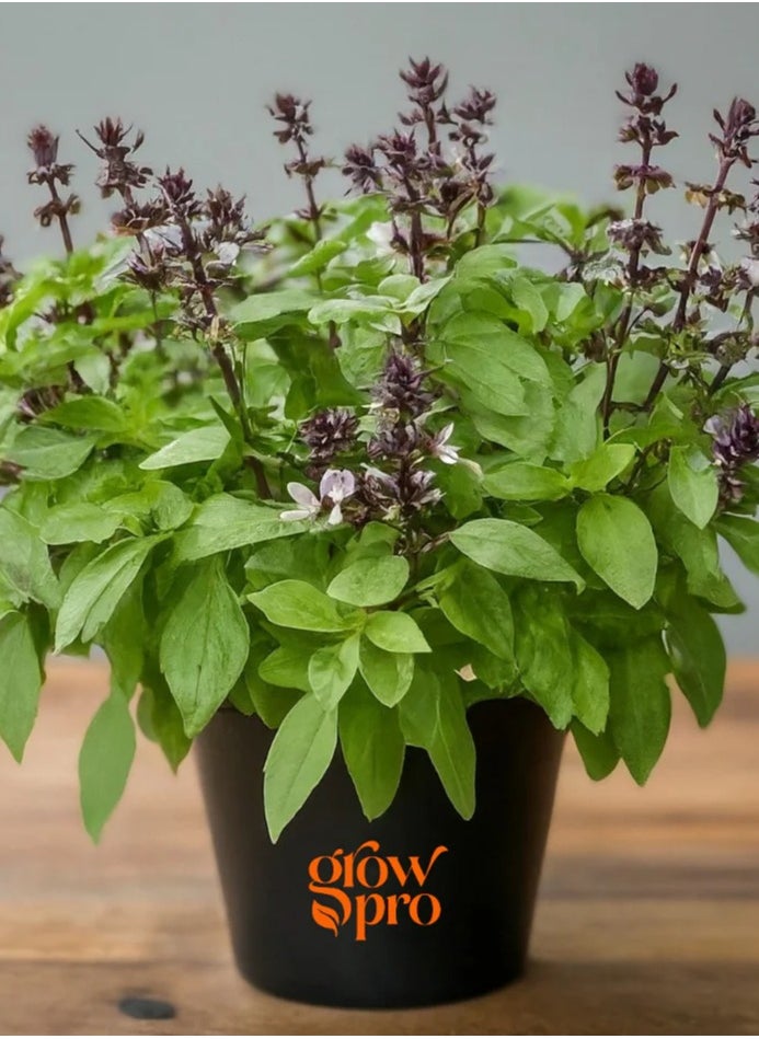 GROW - Basil Sweet Thai seeds - Image 1