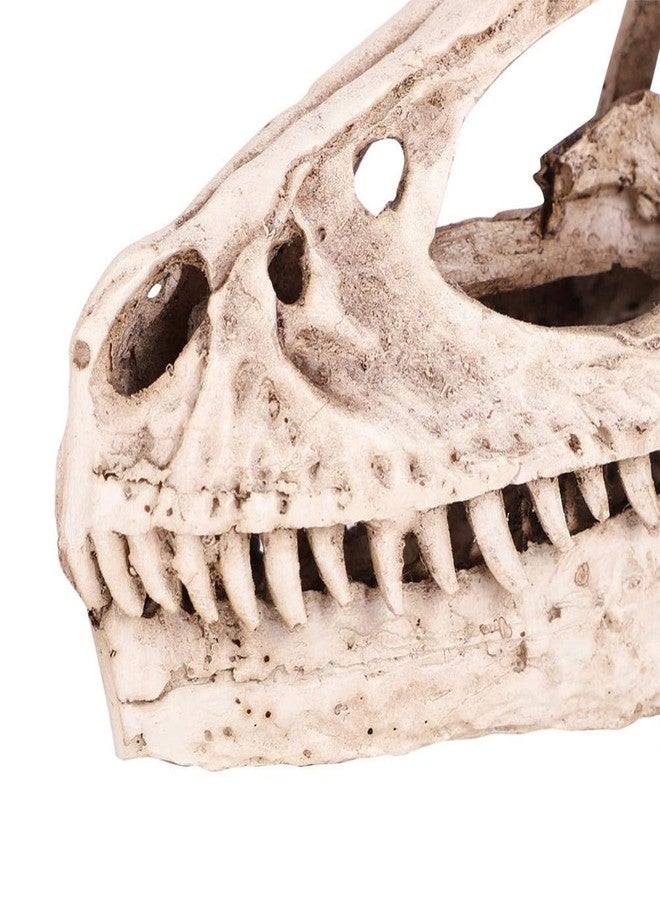 فديت نموذج جمجمة ديناصور من الراتنج من Fdit، نسخة طبق الأصل من هيكل حيواني، ديكور منزلي ومكتبي، أداة تعليمية يدوية، عرض على الرف، تمثال ديناصور زخرفي - Image 5