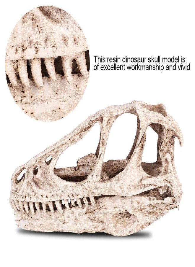 فديت نموذج جمجمة ديناصور من الراتنج من Fdit، نسخة طبق الأصل من هيكل حيواني، ديكور منزلي ومكتبي، أداة تعليمية يدوية، عرض على الرف، تمثال ديناصور زخرفي - Image 4
