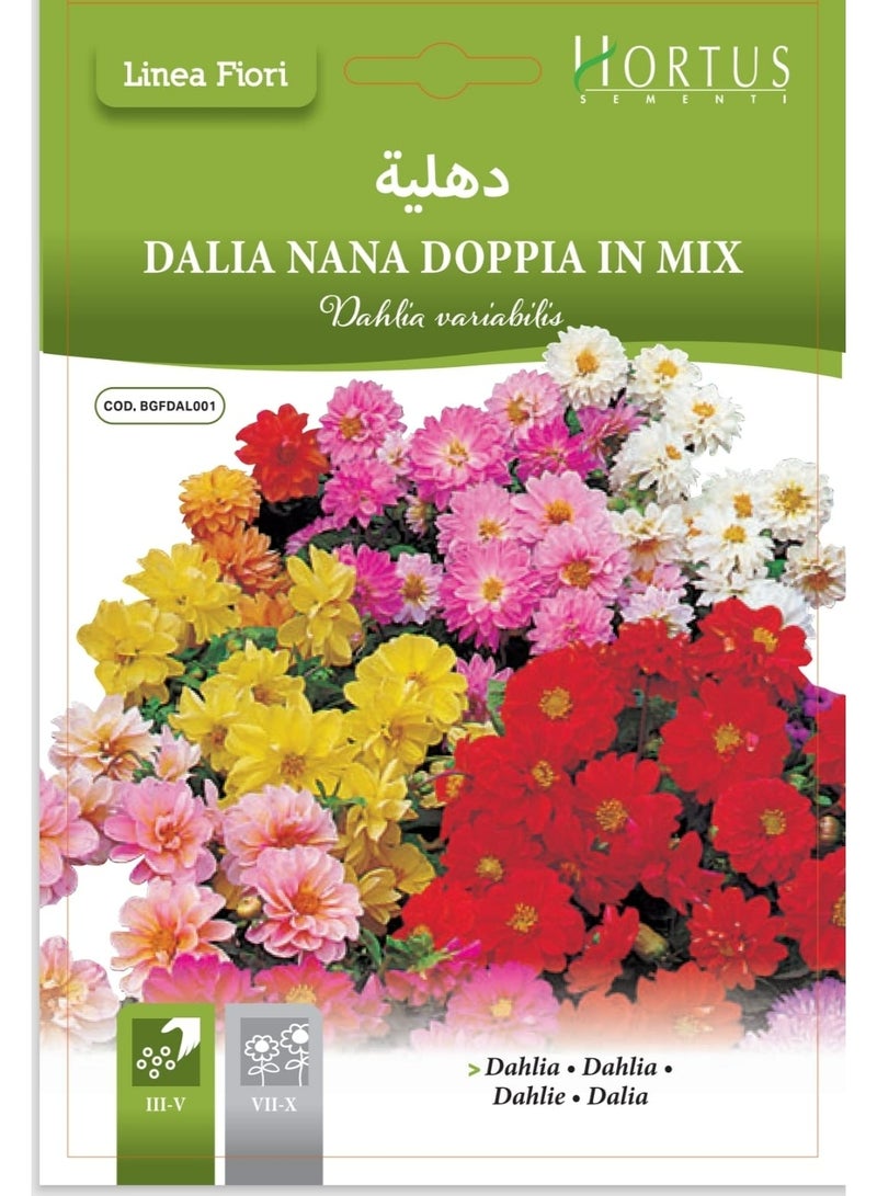 Dahlia Seeds
