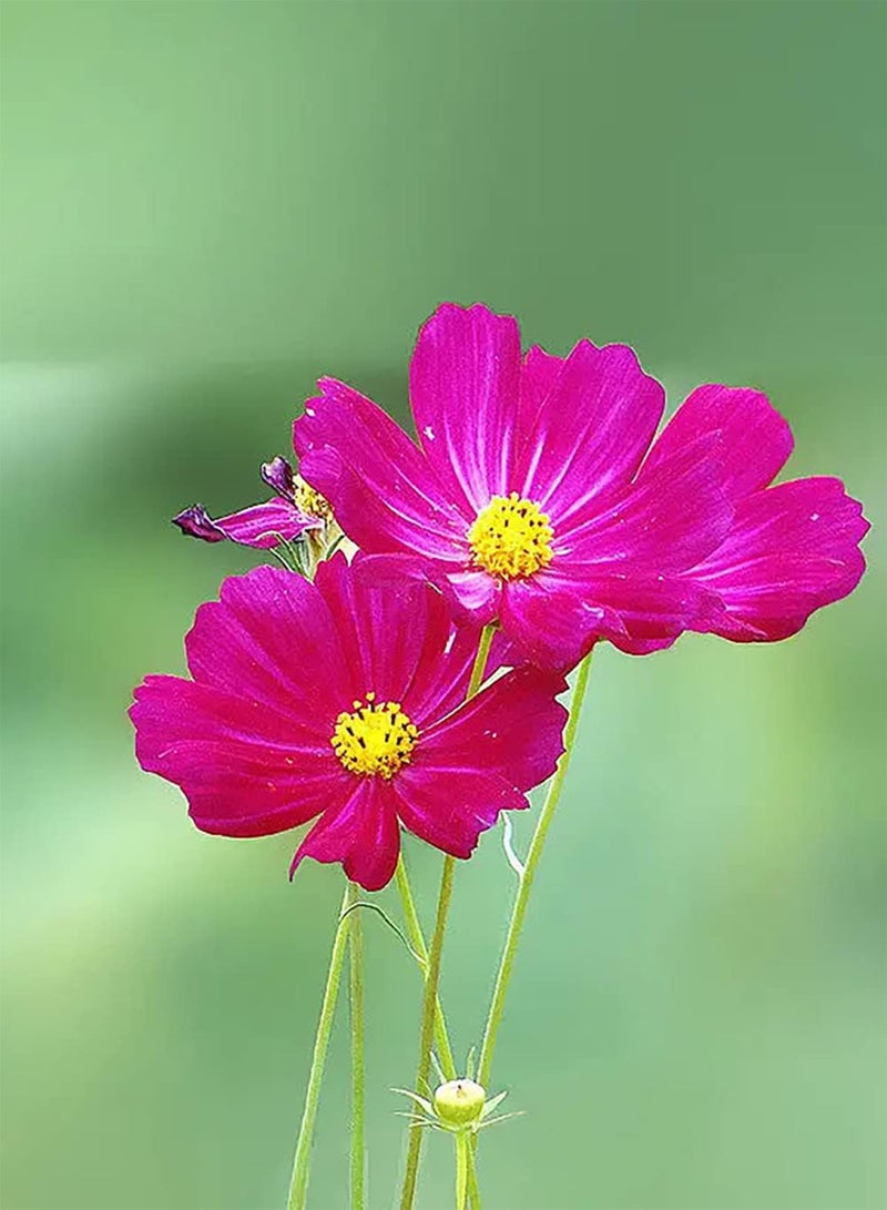 جي جوت 200 قطعة من مجموعة Rge kosmoszaden Groeien in Elke omgeving geweldig voor tuindecoratie Gemakkelijk te beheren goed للمبتدئين - Image 1