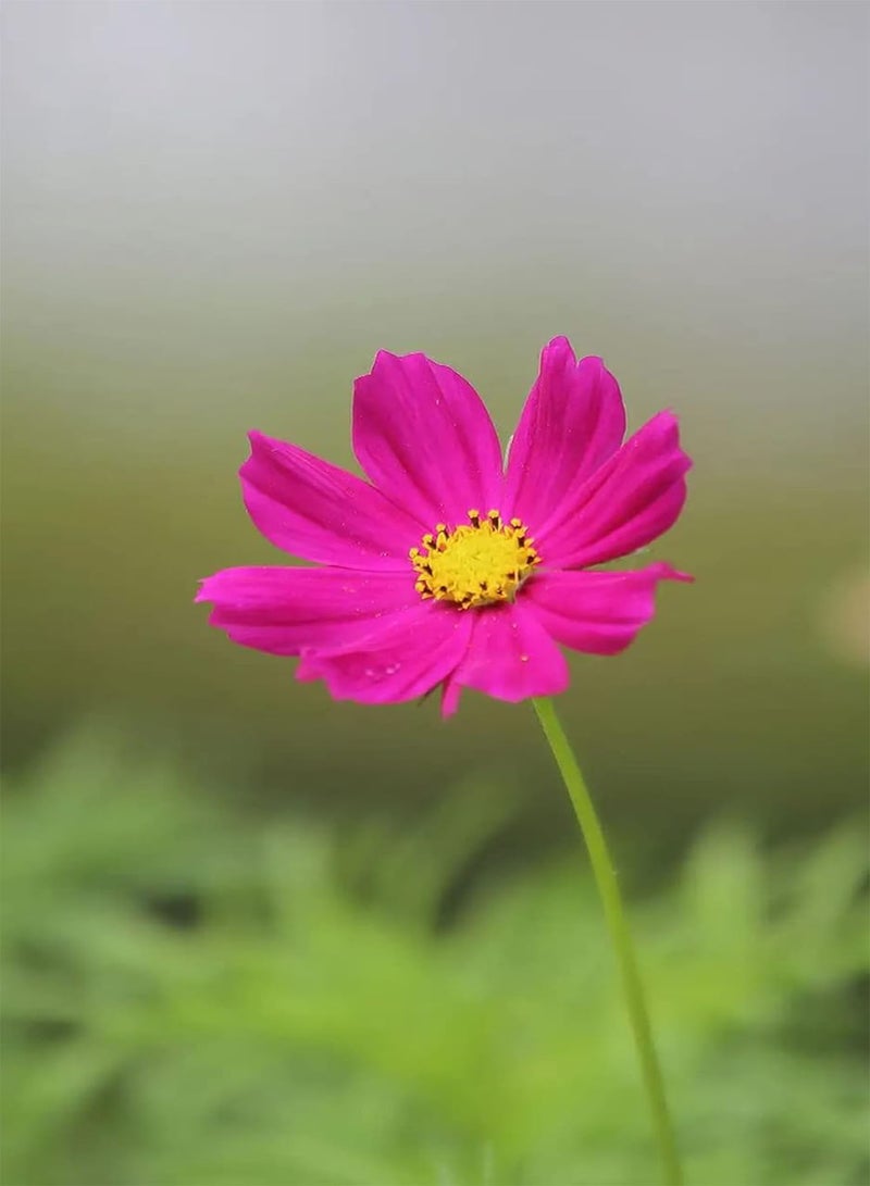 جي جوت 200 قطعة من مجموعة Rge kosmoszaden Groeien in Elke omgeving geweldig voor tuindecoratie Gemakkelijk te beheren goed للمبتدئين - Image 2