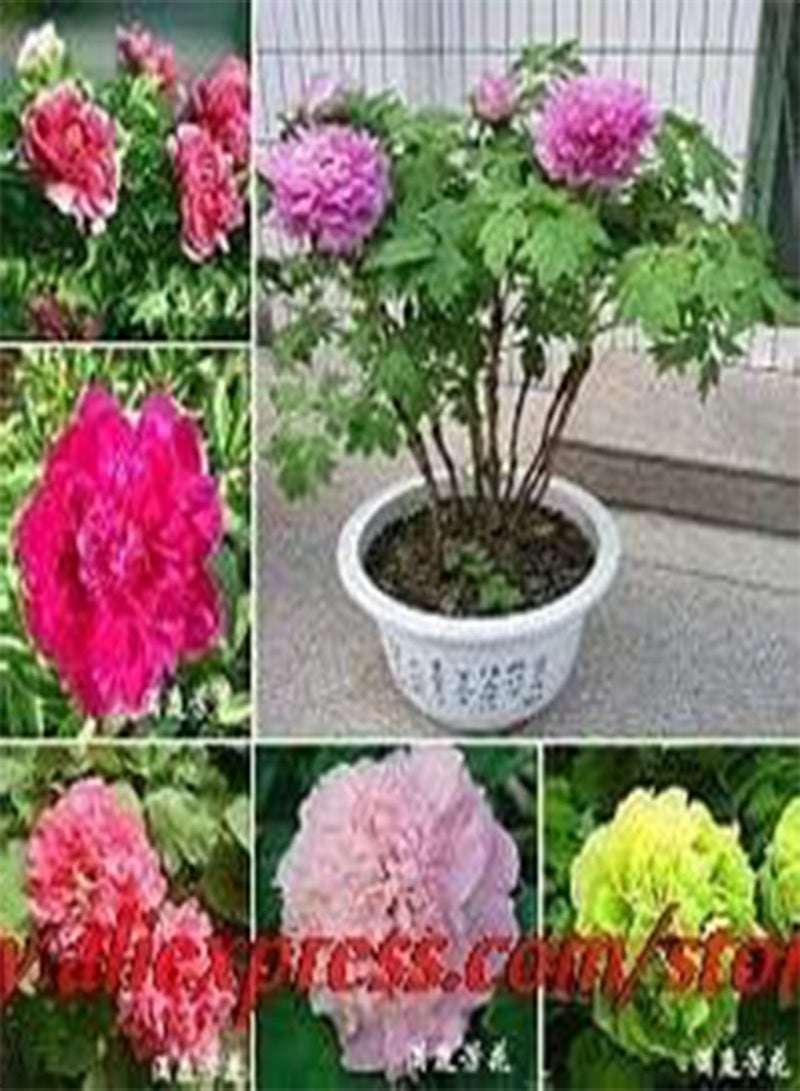 GGOOT 20 Semi/Borsa Facile da coltivare Il balcone Giardino Semi di Fiori in Vaso Mescola Tutti i Tipi di semi di peonia di Colore