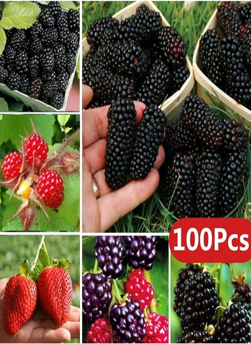 GGOOT - 100pcs Fruits Seeds Non GMO Giant Fruit Small Juicy Plants Seeds for Garden - BlackBerry Seeds# - Flower Seeds Vegetable Seeds Fruit Seeds Garden Plant Seeds - Image 1