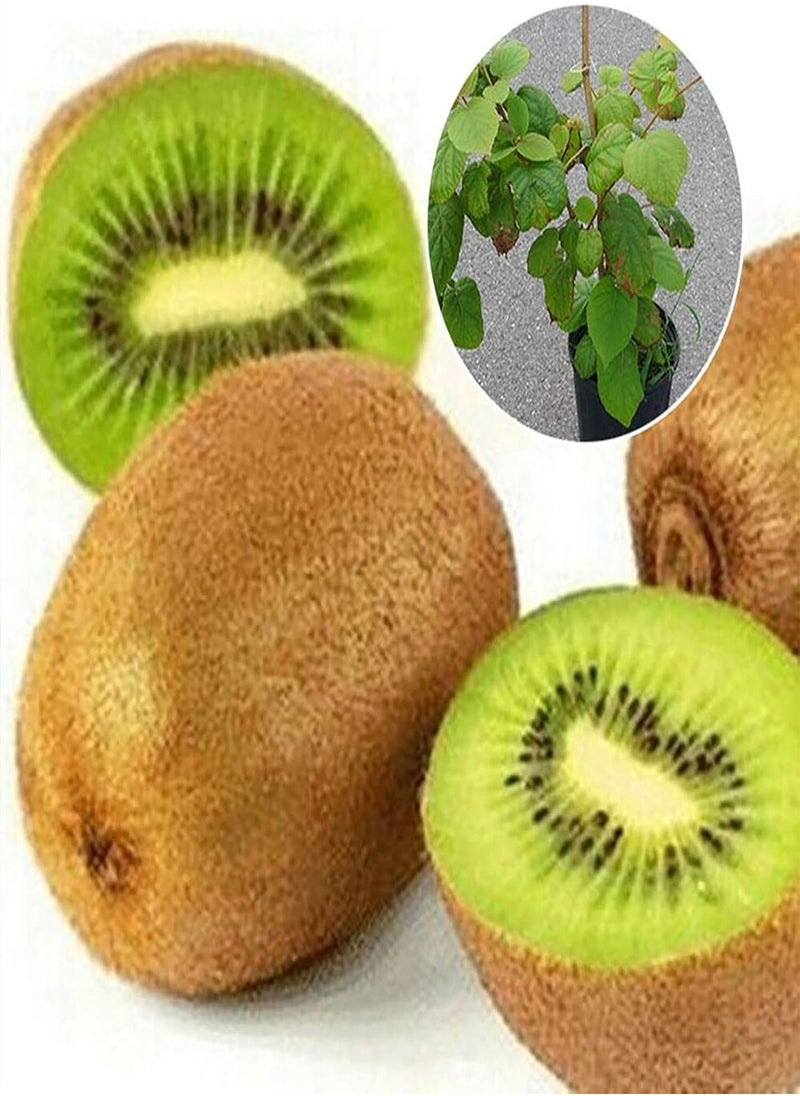 GGOOT - 100pcs Fruits Seeds Non GMO Giant Fruit Small Juicy Plants Seeds for Garden - BlackBerry Seeds# - Flower Seeds Vegetable Seeds Fruit Seeds Garden Plant Seeds - Image 1