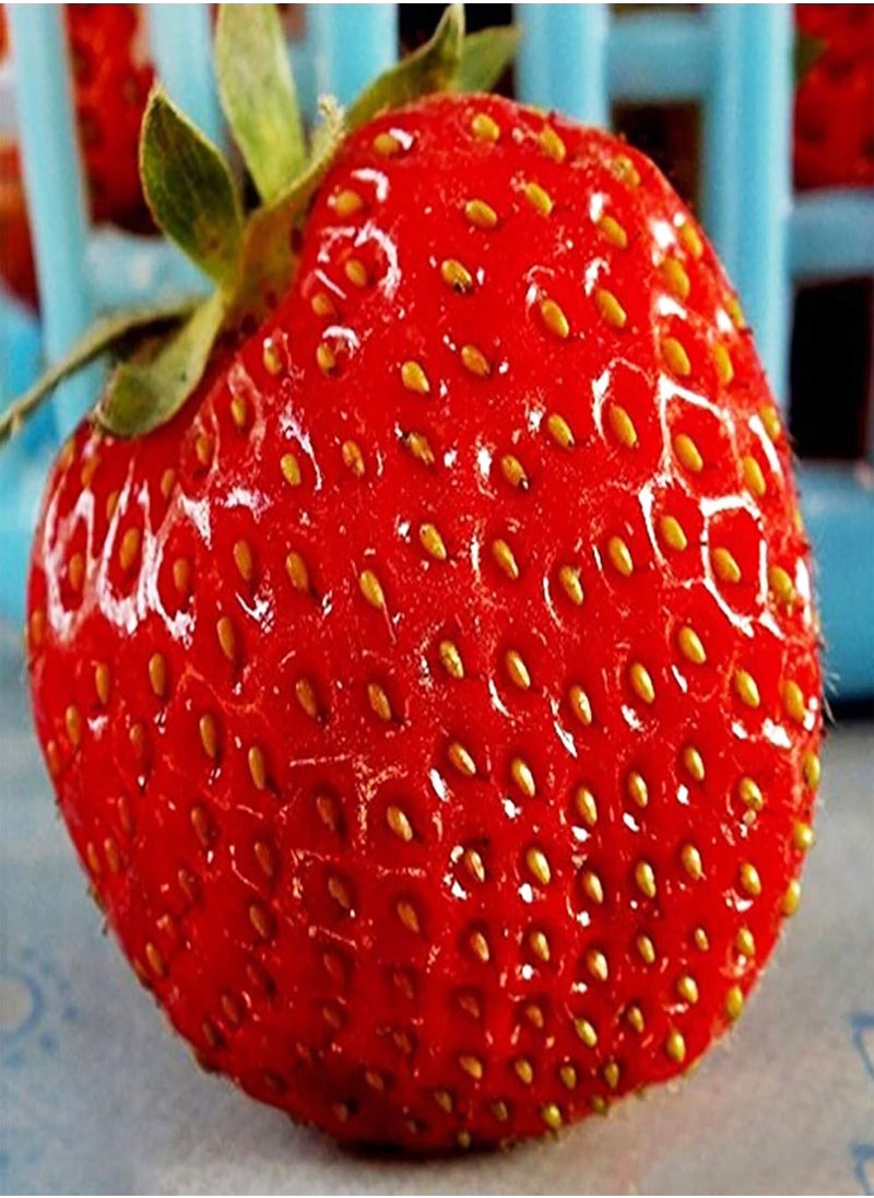 GGOOT - 100pcs Fruits Seeds Non GMO Giant Fruit Small Juicy Plants Seeds for Garden - BlackBerry Seeds# - Flower Seeds Vegetable Seeds Fruit Seeds Garden Plant Seeds - Image 1