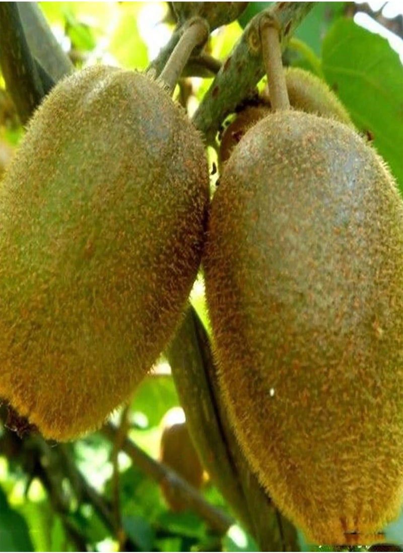 GGOOT - 100pcs Fruits Seeds Non GMO Giant Fruit Small Juicy Plants Seeds for Garden - BlackBerry Seeds# - Flower Seeds Vegetable Seeds Fruit Seeds Garden Plant Seeds - Image 1