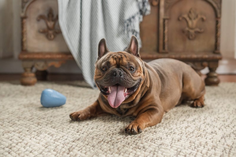 Harry Barker Durable Rubber Treater Toy - Medium - Image 4