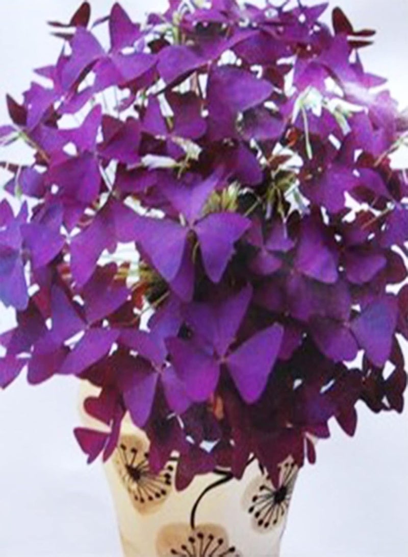 جي جوت 50 قطعة/كيس من بذور الحميض، بذور أعشاب خصبة نابضة بالحياة وجذابة لتزيين الحدائق للاستخدام المنزلي، لونها بنفسجي - Image 3