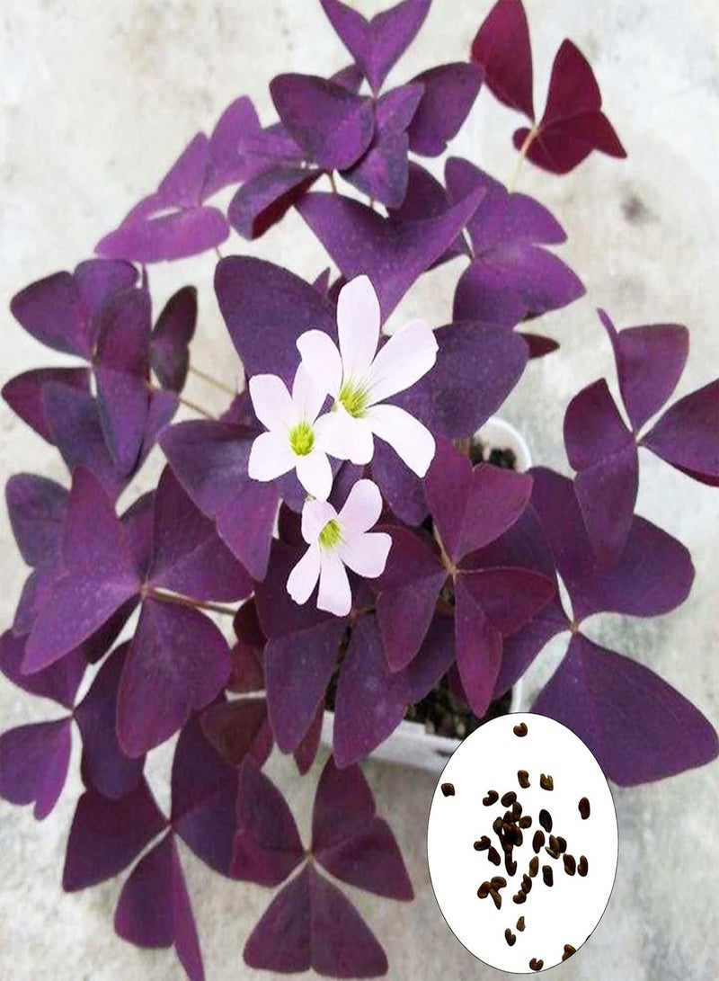 جي جوت 50 قطعة/كيس من بذور الحميض، بذور أعشاب خصبة نابضة بالحياة وجذابة لتزيين الحدائق للاستخدام المنزلي، لونها بنفسجي - Image 1