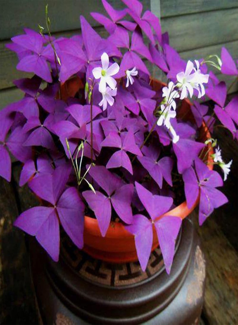 جي جوت 50 قطعة/كيس من بذور الحميض، بذور أعشاب خصبة نابضة بالحياة وجذابة لتزيين الحدائق للاستخدام المنزلي، لونها بنفسجي - Image 4