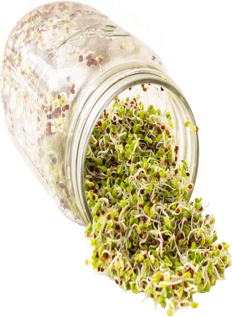 GGOOT Complete Organic Broccoli Sprout Growing Kit - Includes Quart Mason Jar, 316 Stainless Steel Sprouting Lid, Sprout Stand, and Organic Non-GMO Broccoli Sprouts Seeds - by  & Trellis - Image 5