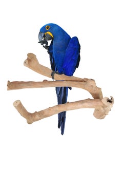 Parrot tree branch perch made of solid java wood, for macaw parrots & big birds