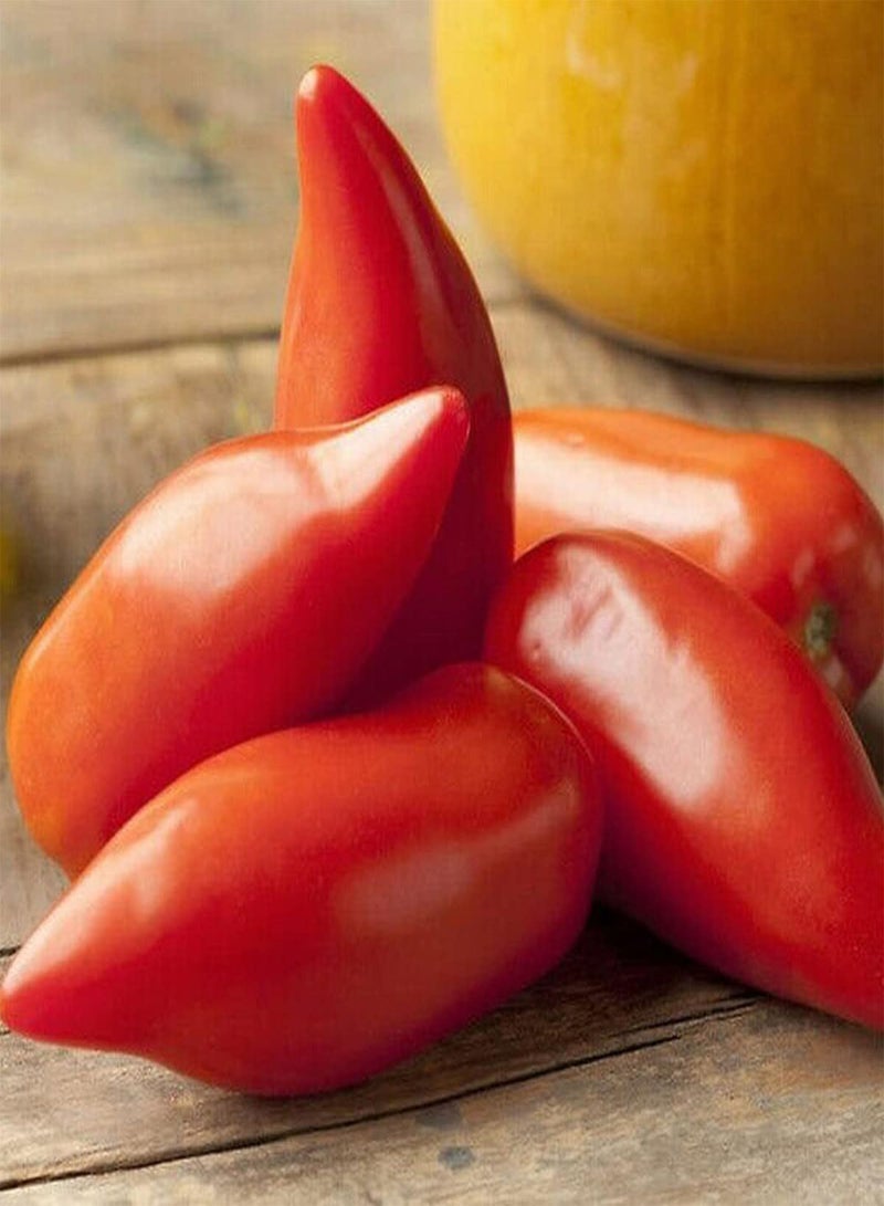 GGOOT Tomato Piramide - Solanum Lycopersicum Vegetable Seeds, Home Garden Planting by Heavy Torch, 75 Seeds - Image 5