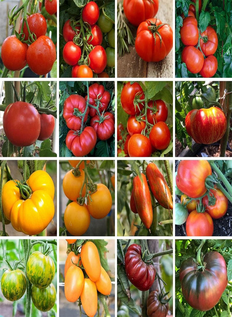 GGOOT Tomato Piramide - Solanum Lycopersicum Vegetable Seeds, Home Garden Planting by Heavy Torch, 75 Seeds - Image 1