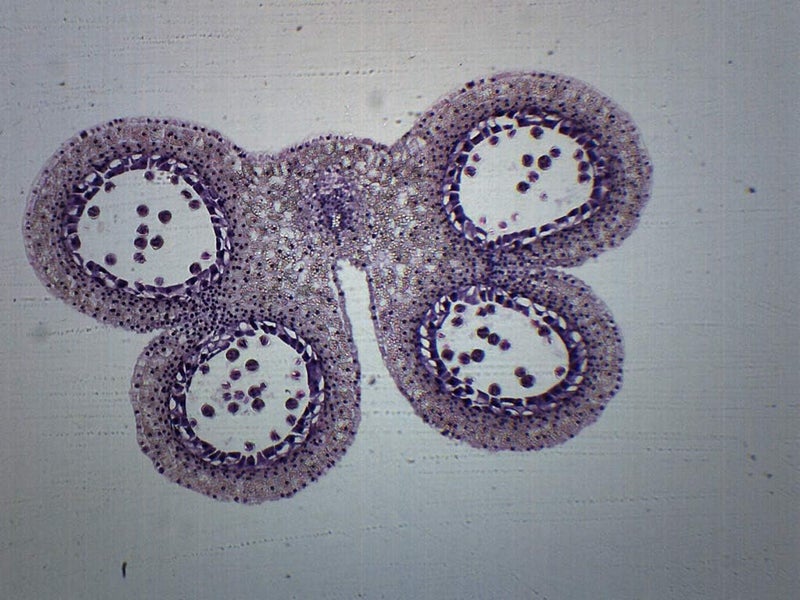 EISCO Lilium Anther, 1st Meiotic Division - Prepared Microscope Slide - 75 x 25mm - Biology & Microscopy - Image 1