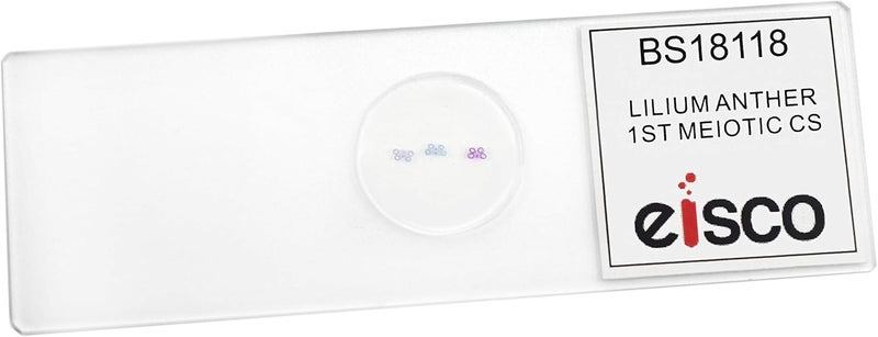 EISCO Lilium Anther, 1st Meiotic Division - Prepared Microscope Slide - 75 x 25mm - Biology & Microscopy - Image 2
