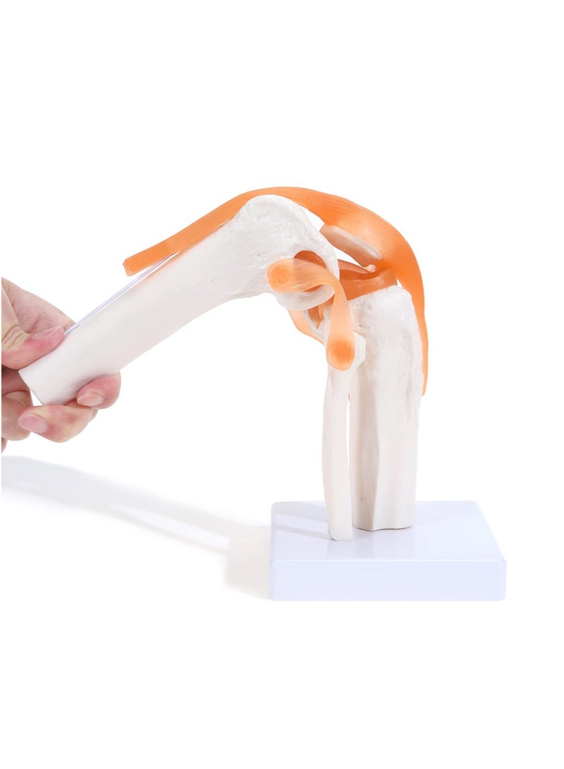 Human Knee Joint Model, 1:1 Scientific Life Size Anatomy Model with Ligaments, Anatomical Teaching Tool for Patient Education and Medical Study - Image 1