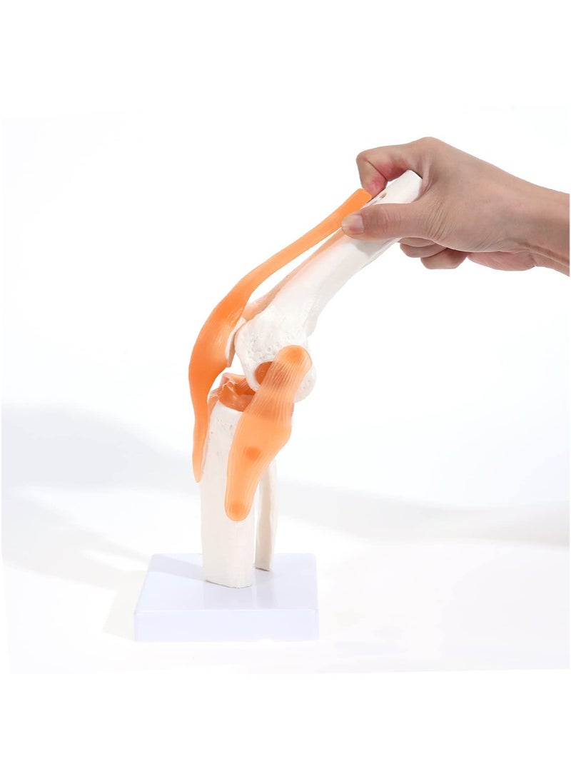 Human Knee Joint Model, 1:1 Scientific Life Size Anatomy Model with Ligaments, Anatomical Teaching Tool for Patient Education and Medical Study - Image 2