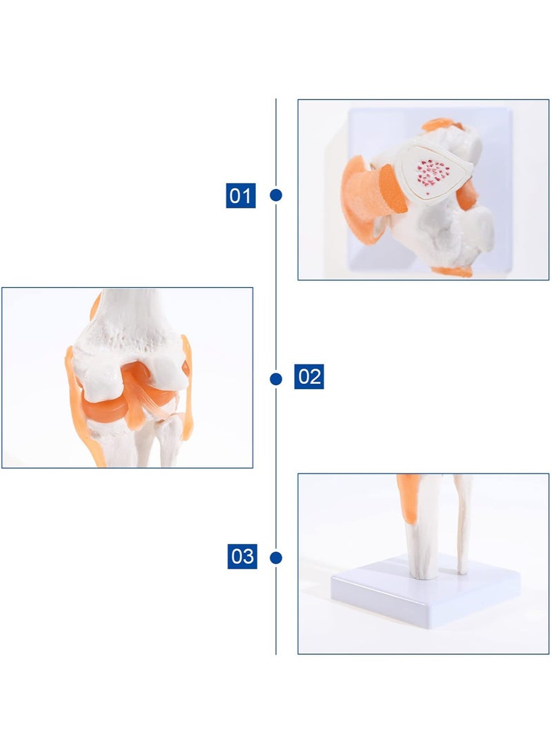Human Knee Joint Model, 1:1 Scientific Life Size Anatomy Model with Ligaments, Anatomical Teaching Tool for Patient Education and Medical Study - Image 5