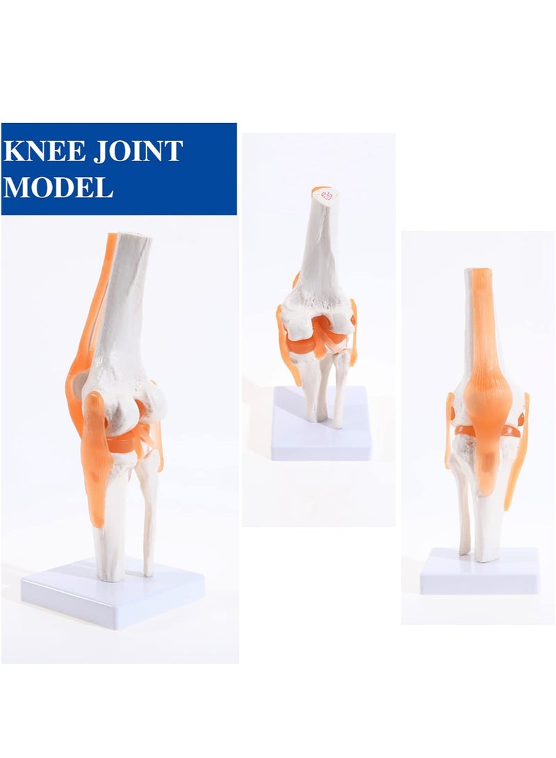 Human Knee Joint Model, 1:1 Scientific Life Size Anatomy Model with Ligaments, Anatomical Teaching Tool for Patient Education and Medical Study - Image 4